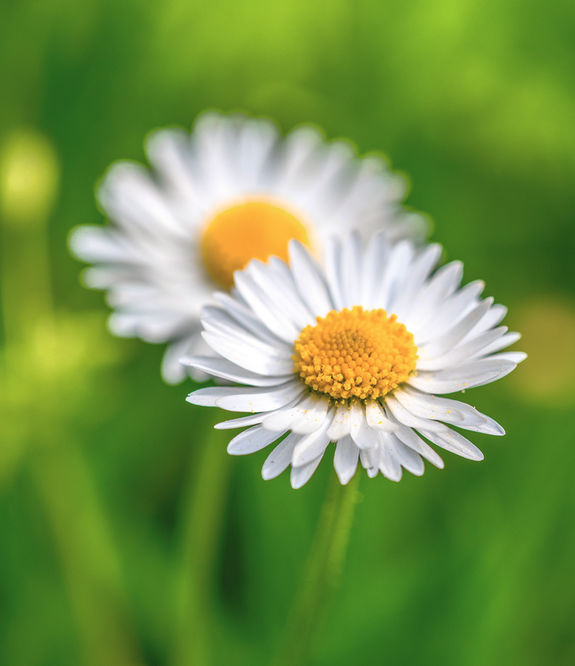 Zwei Gänseblümchen