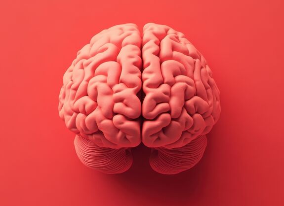 Schematische Darstellung eines Gehirns.