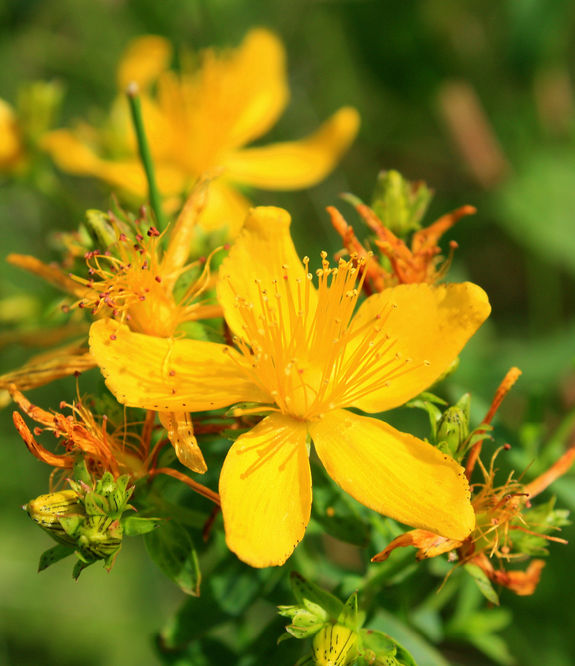 Die Blüte des Johanniskrauts