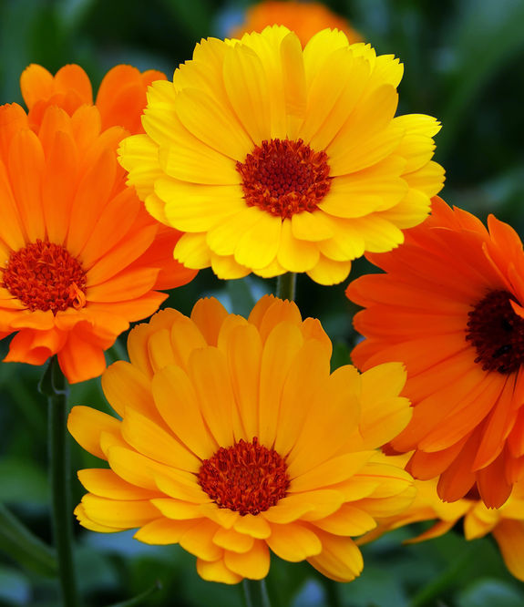 Vier Blüten der Ringelblume