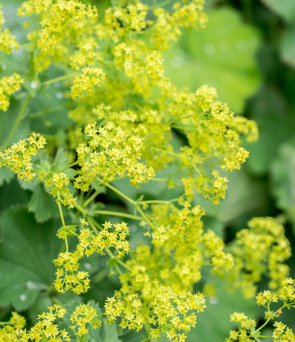 Abbildung des Frauenmantels