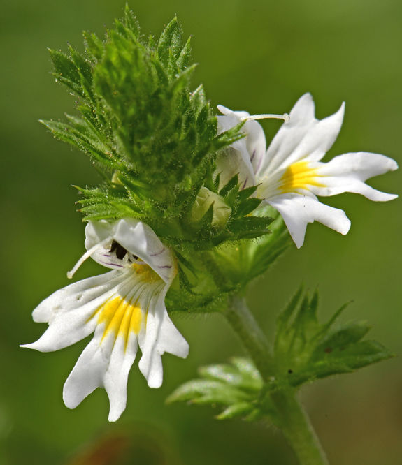 Blütenstand eines Augentrost