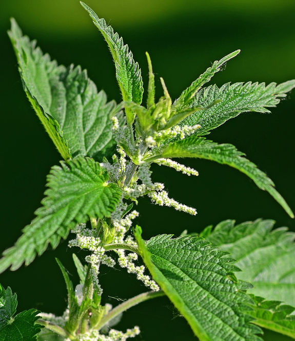 Zweig einer Brennessel